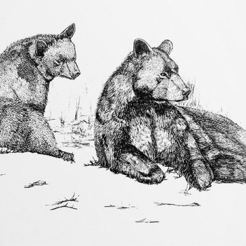 Field Illustration: Bears